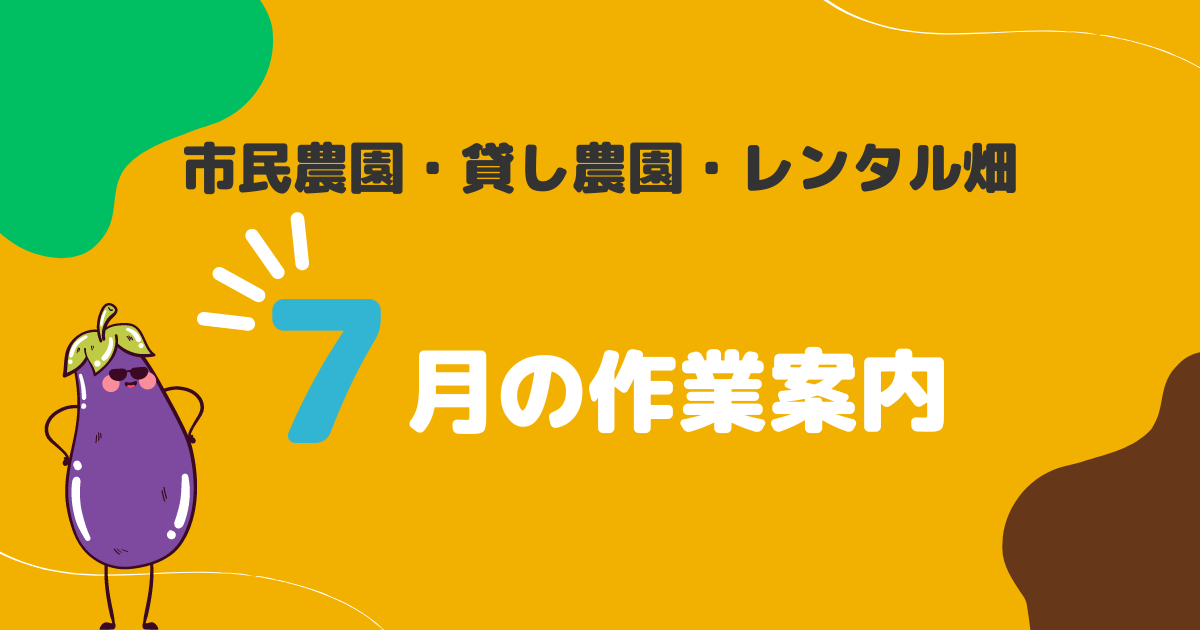 【市民農園】ナス、脇芽の剪定は枝をどこを切るのか
